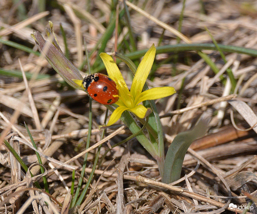 Megpihenve