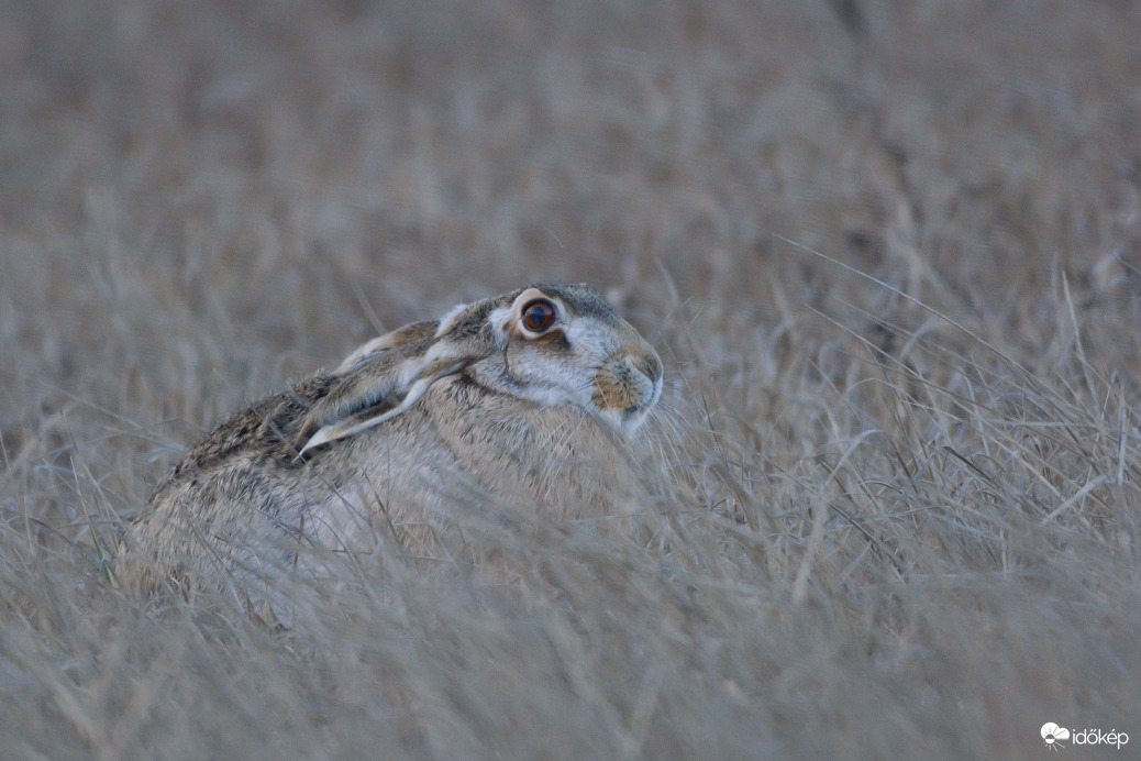 Rejtőzködés a szélviharban