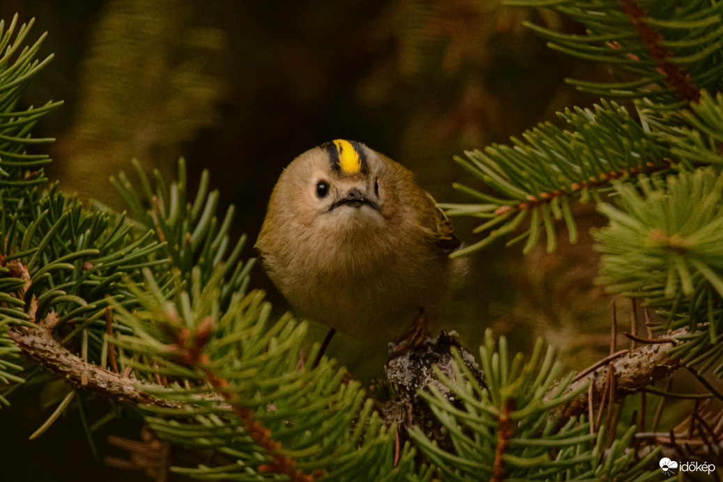 Szép napot mindenkinek!
