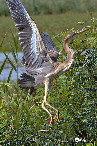 Jó start, biztos ő lesz az első.