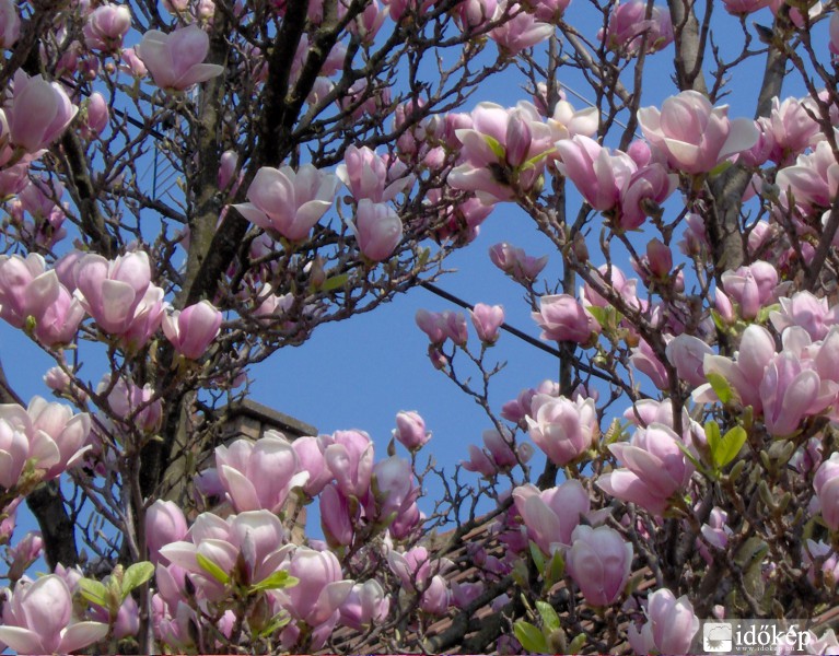 Magnolia
