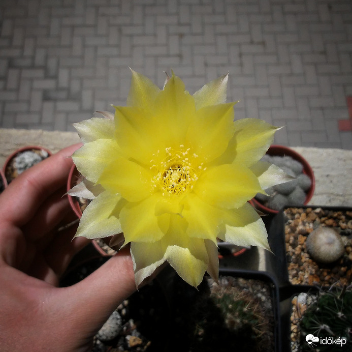 Kaktusz virágzás 2.