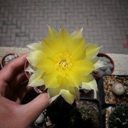 Kaktusz virágzás 2.