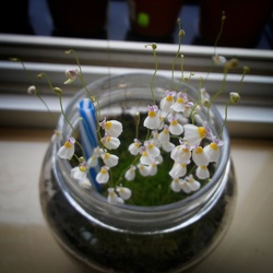 Utricularia parthenopipes jól érzi magát a jó időben