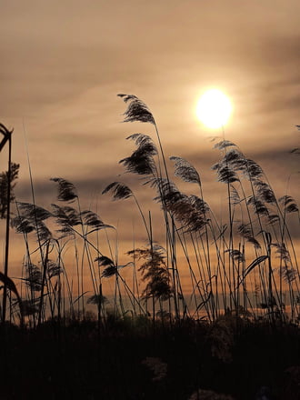 Nádbugák a szélben 
