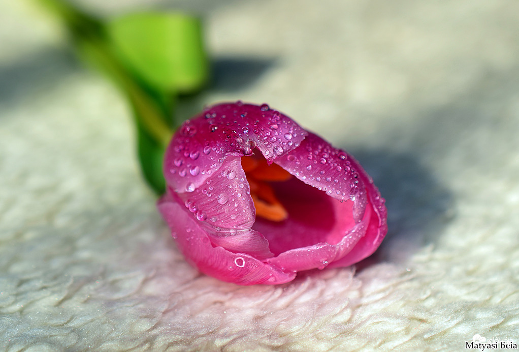 Tulipán.