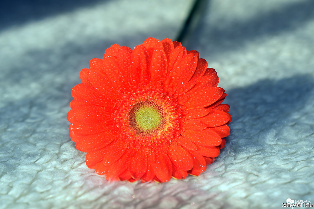 Mini Gerbera.