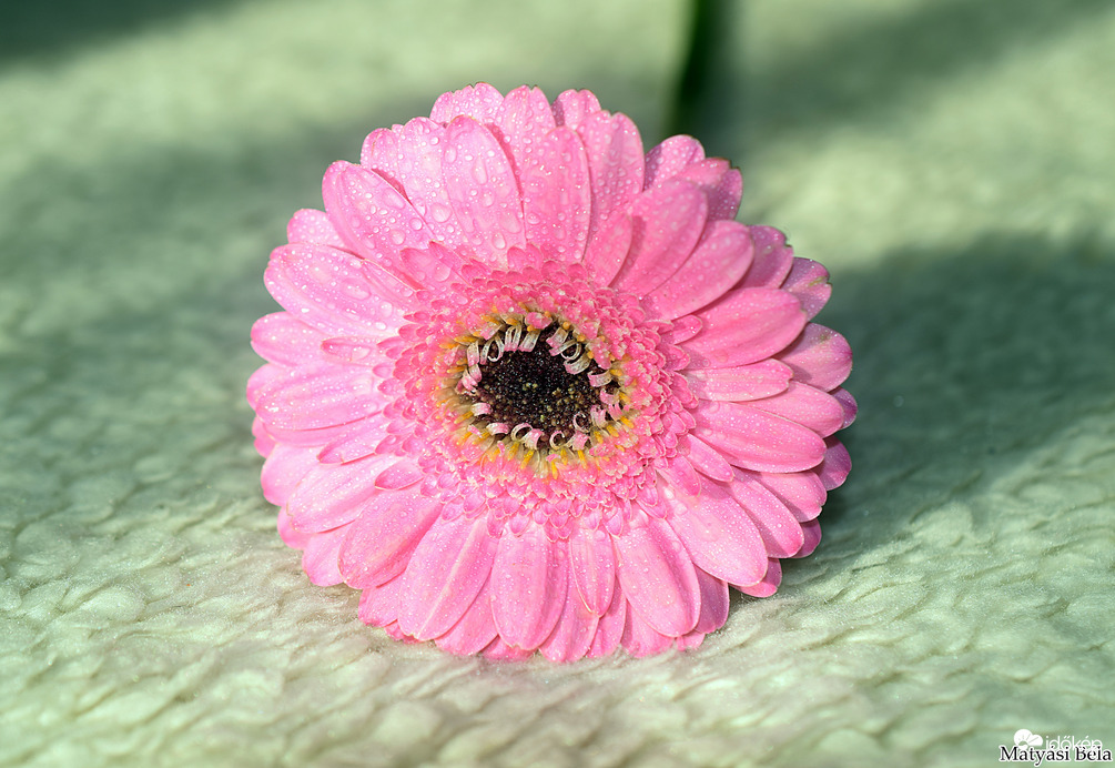 Mini Gerbera.