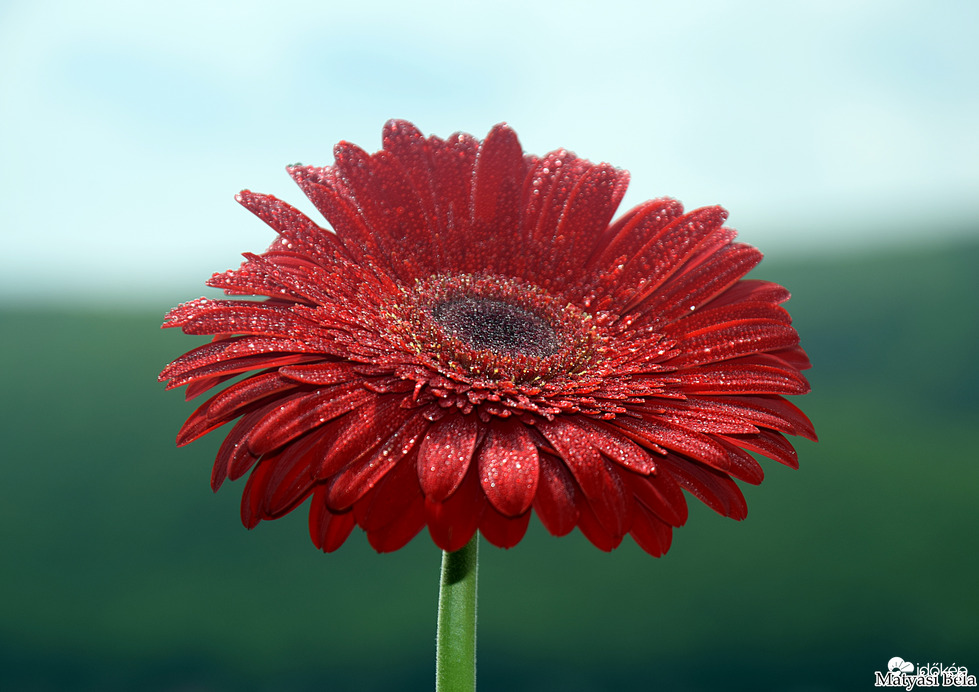 Gerbera I.