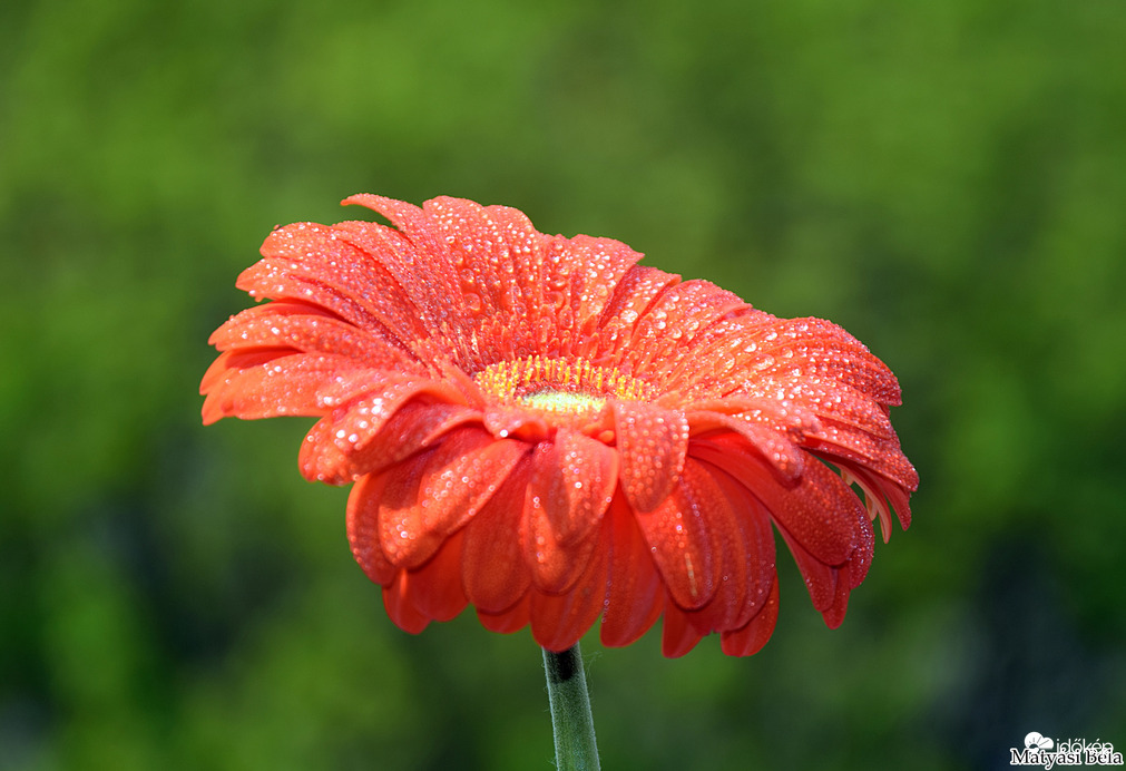 Gerbera III.