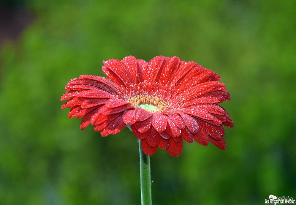 Gerbera V.