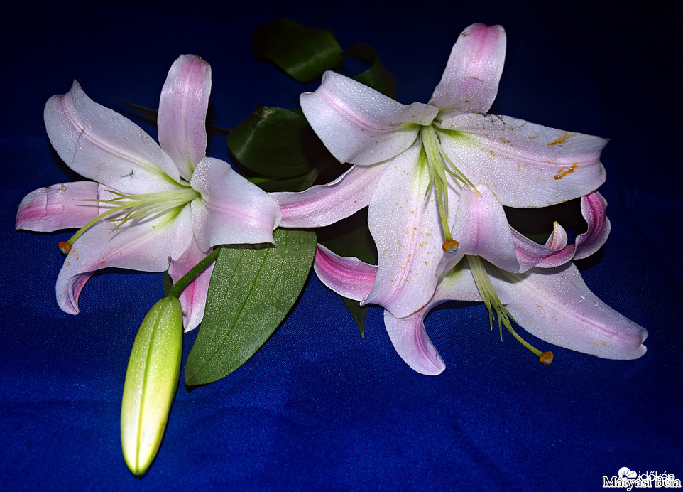 Király Liliom.