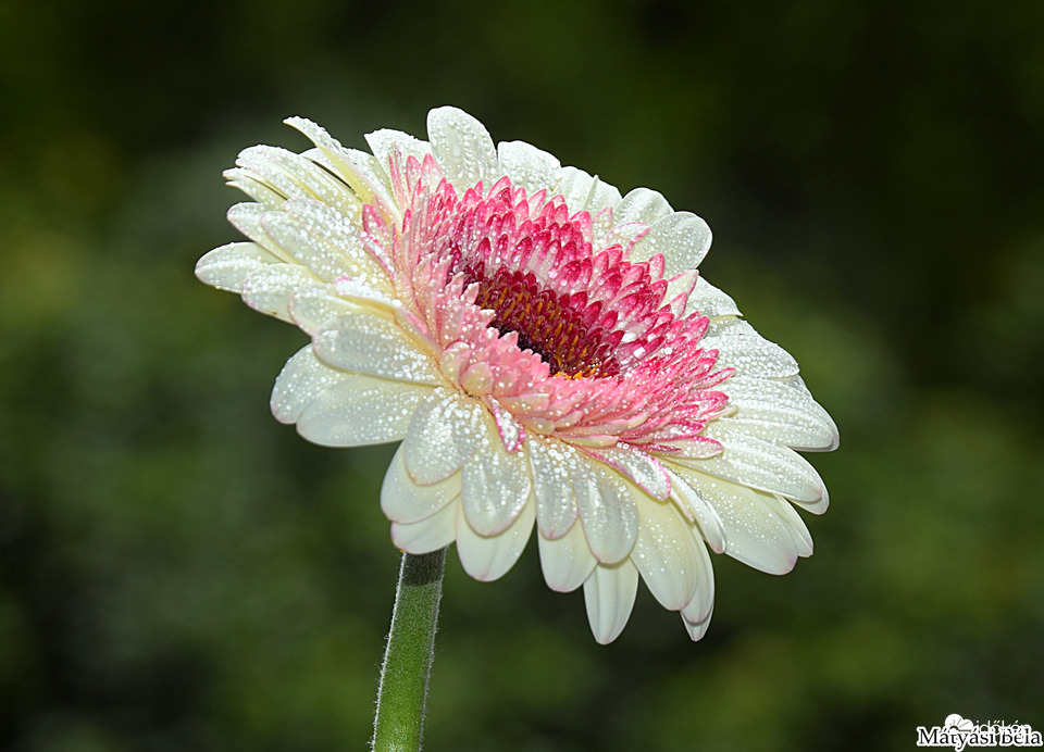 Mini Gerbera III.