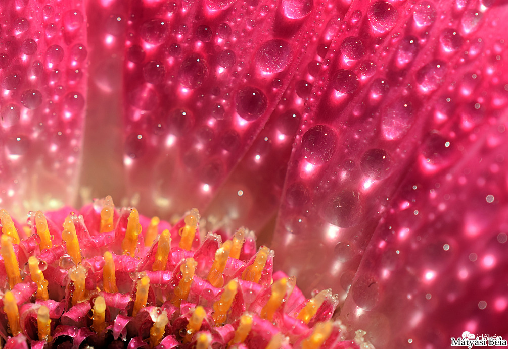 Mini Gerbera Makro I.