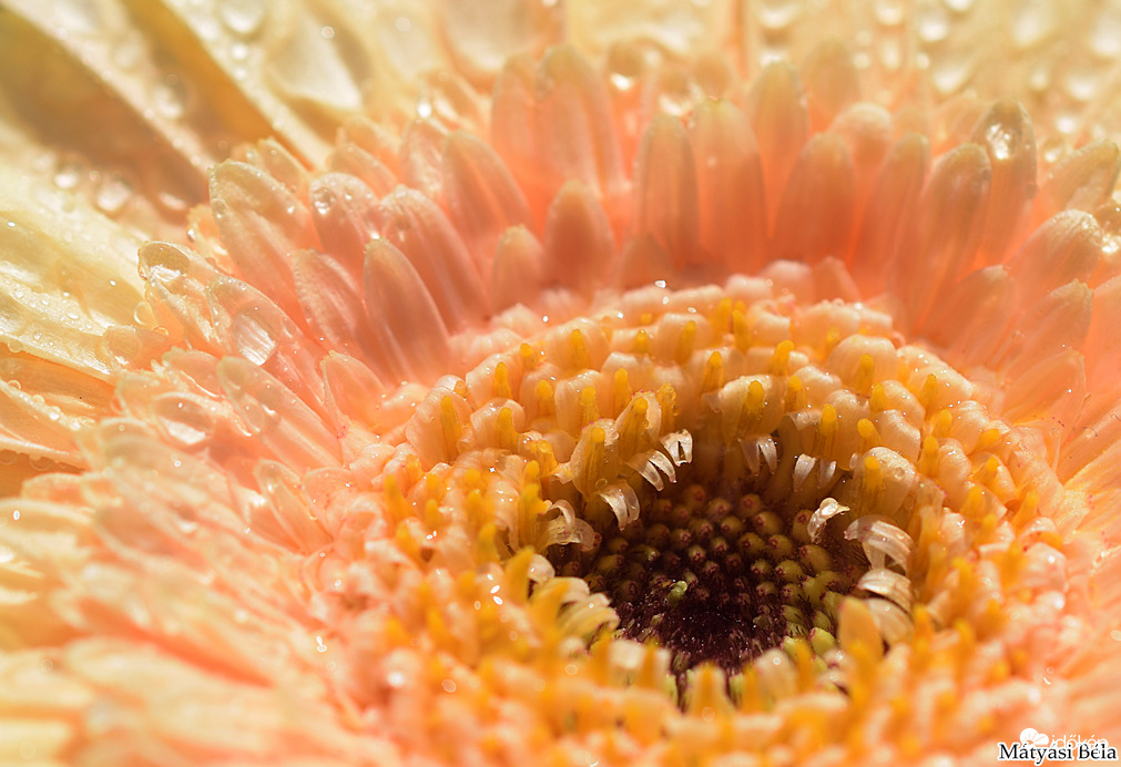 Mini Gerbera Makro III.