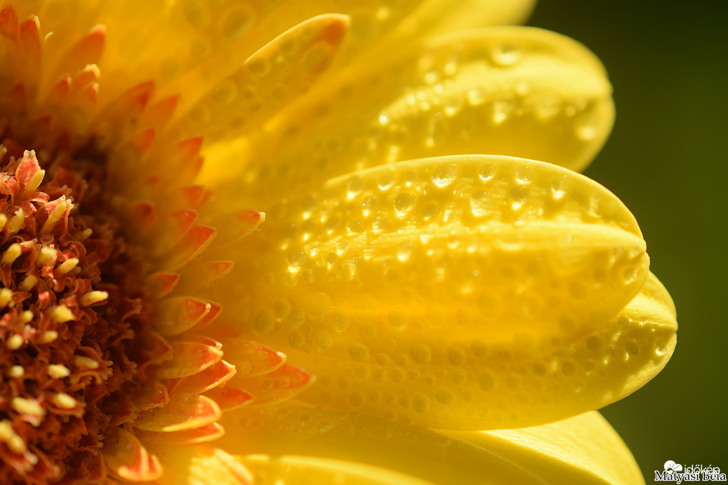 Mini Gerbera Makro IV.