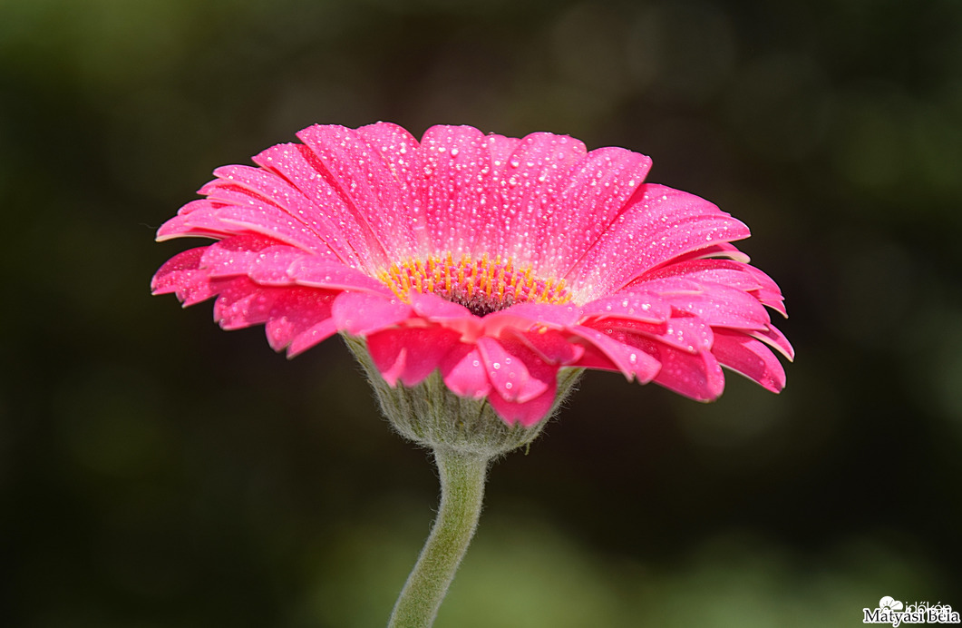 Mini Gerbera VII.