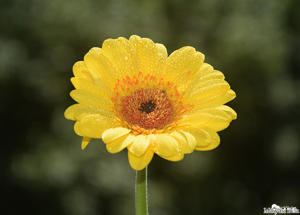 Mini Gerbera VIII.