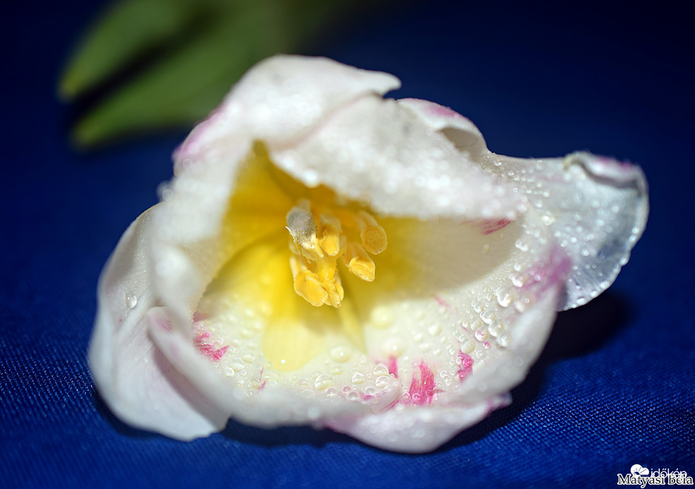 Tulipán.