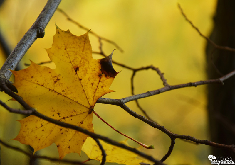 Őszi Falevél.