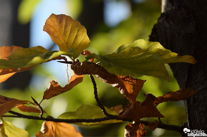 Őszi Falevelek III.