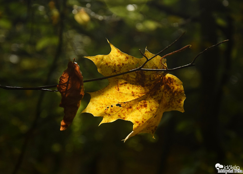 Őszi Falevél II.