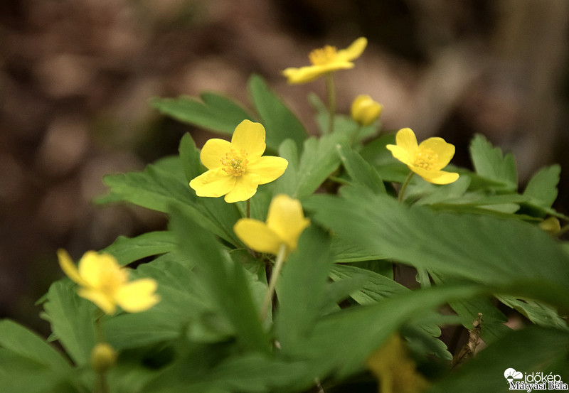 Bogláros Szellőrózsák.