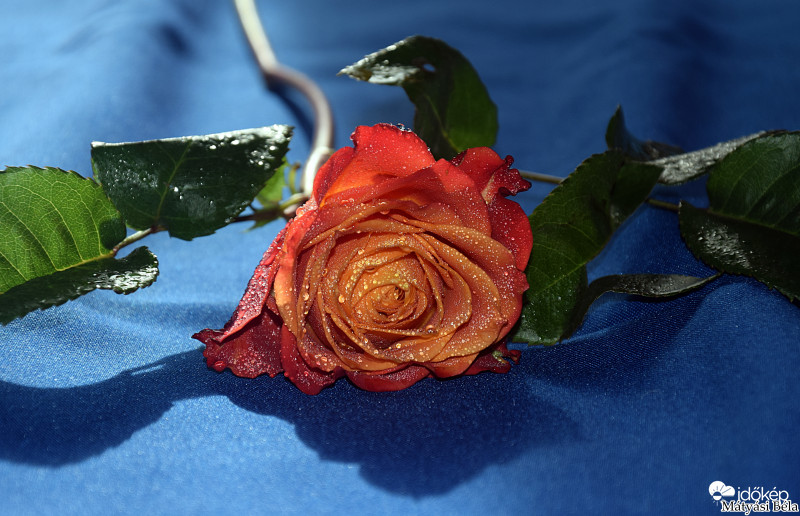 Boldog Nőnapot Kívánok.