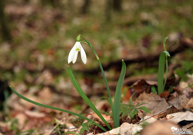 Hóvirág.