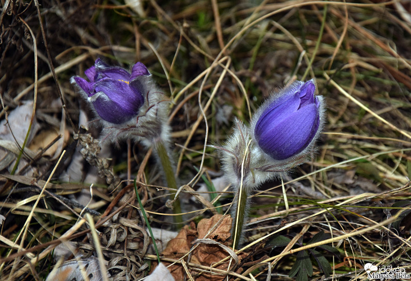 Leánykökörcsinek.