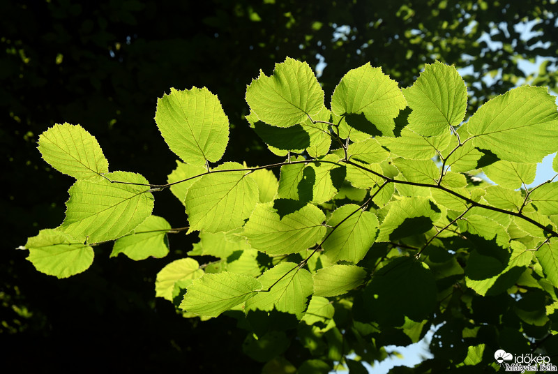 Fény És Árnyék III.