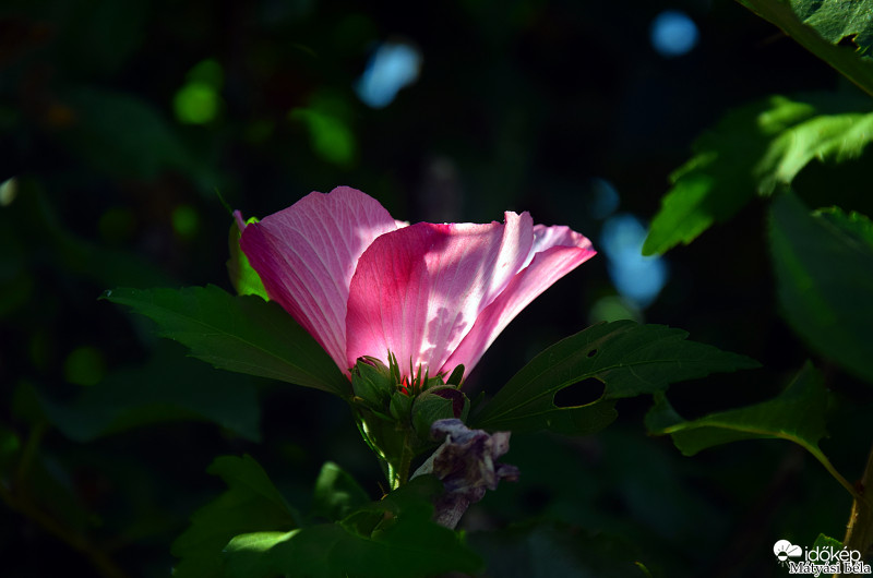 Fény és Árnyék IV.