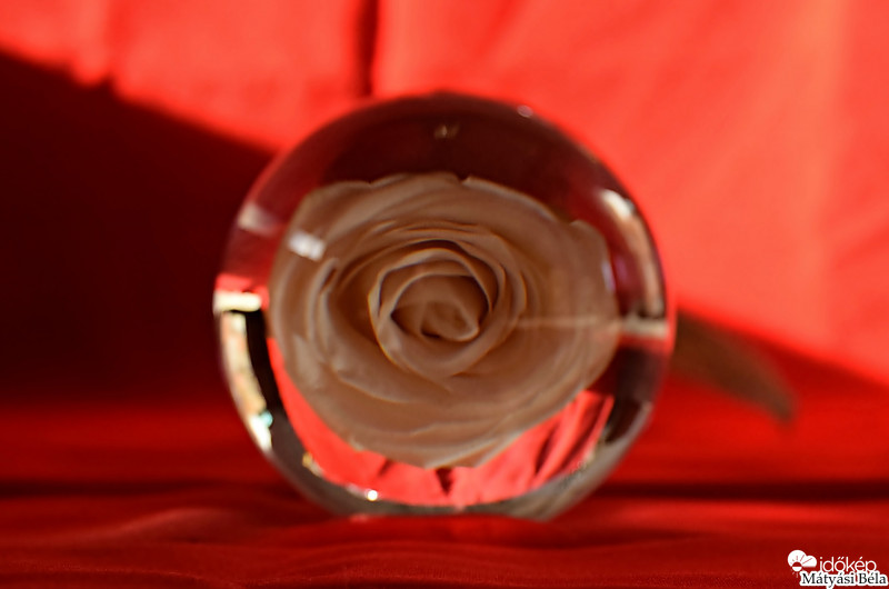 Lensball - Rózsa.