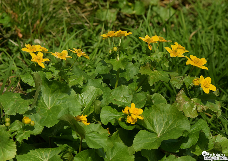 Mocsári Gólyahír.