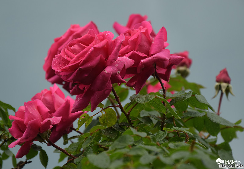 Rózsák.