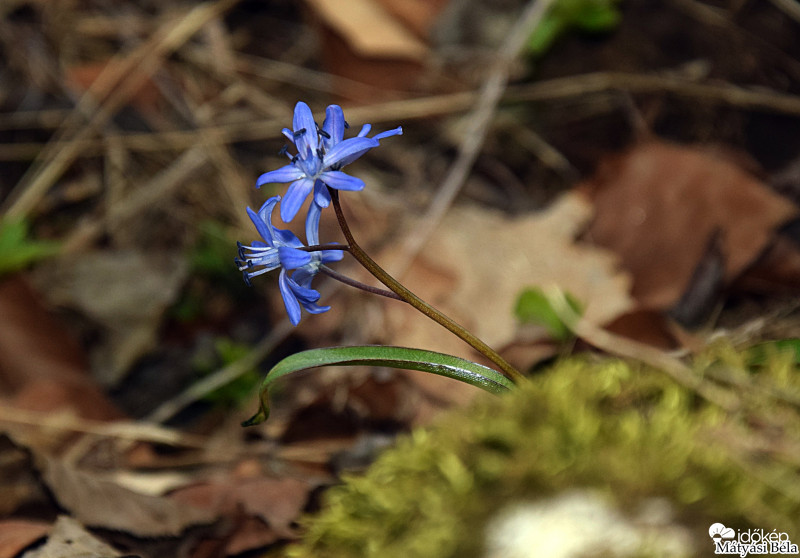 Tavaszi Csillagvirág.