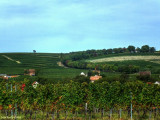 Villányi borvidék