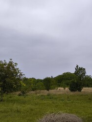 Sarud