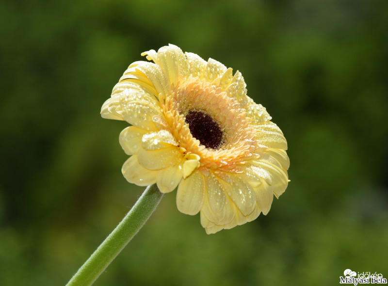 Mini Gerbera.