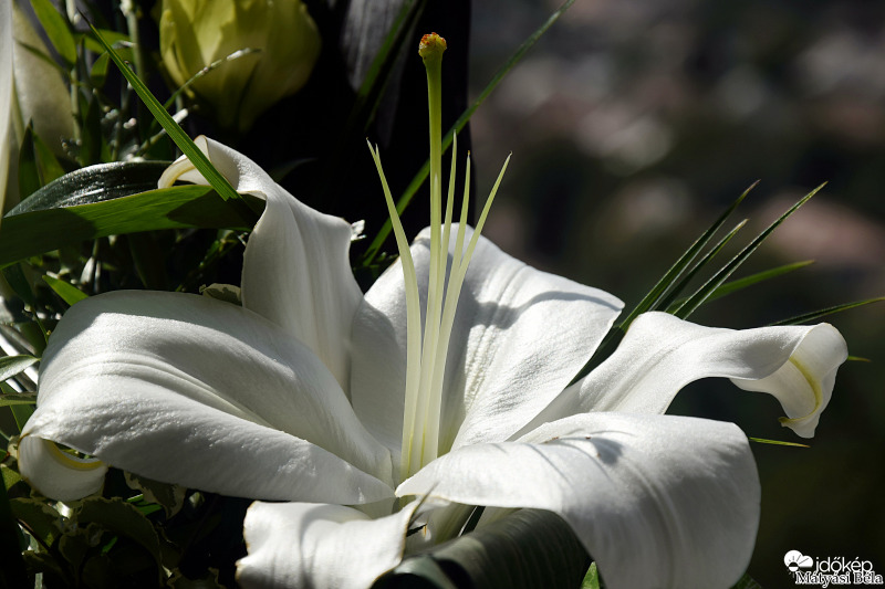 Liliom.