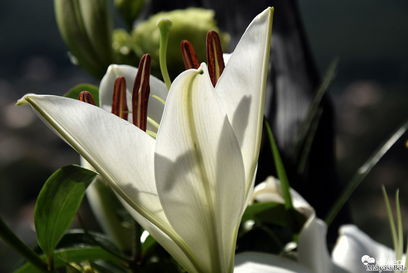 Liliom II.
