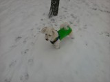 A kutya is élvezi a havat :)