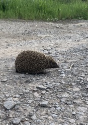 Kis csavargó 