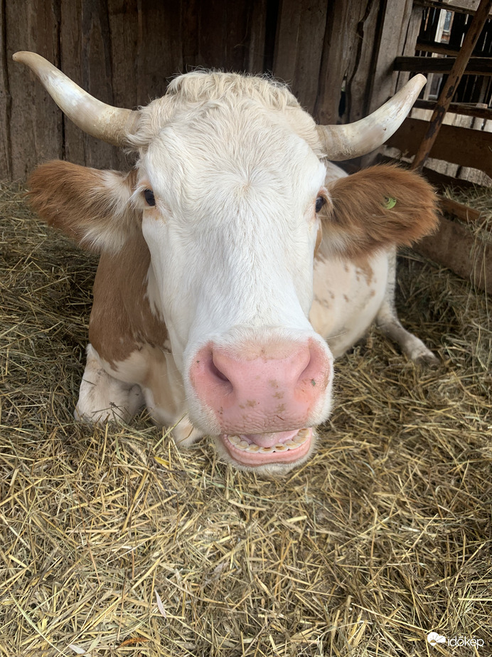 A tehén 