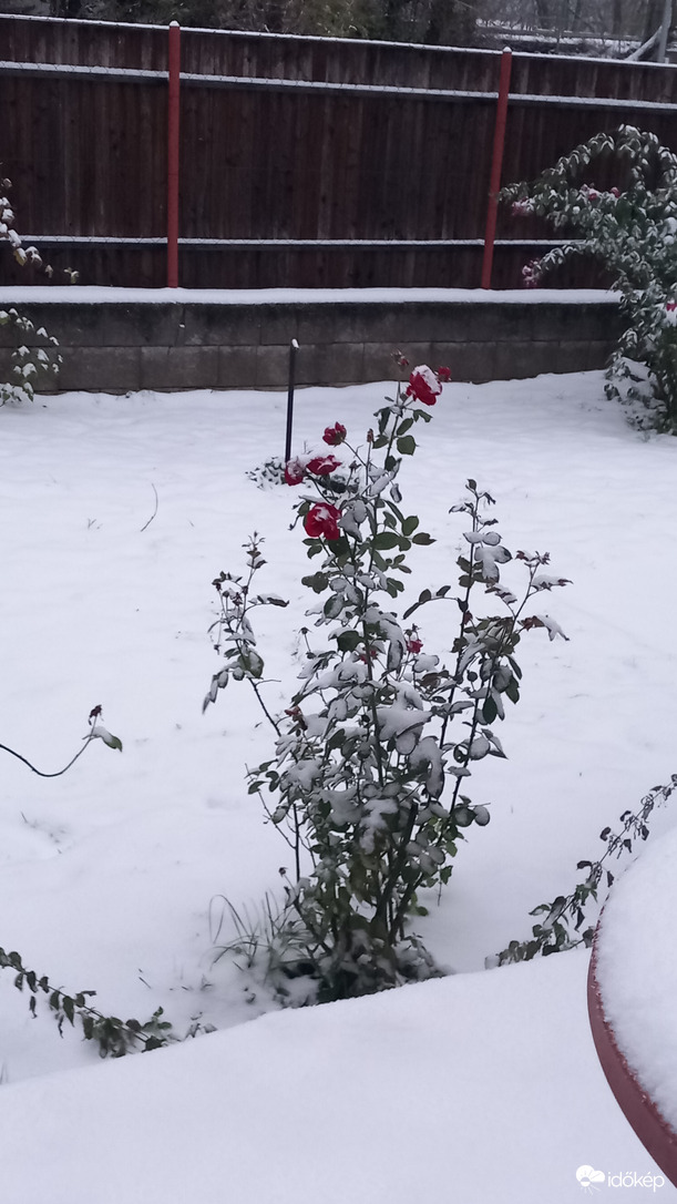 Rózsák a télben