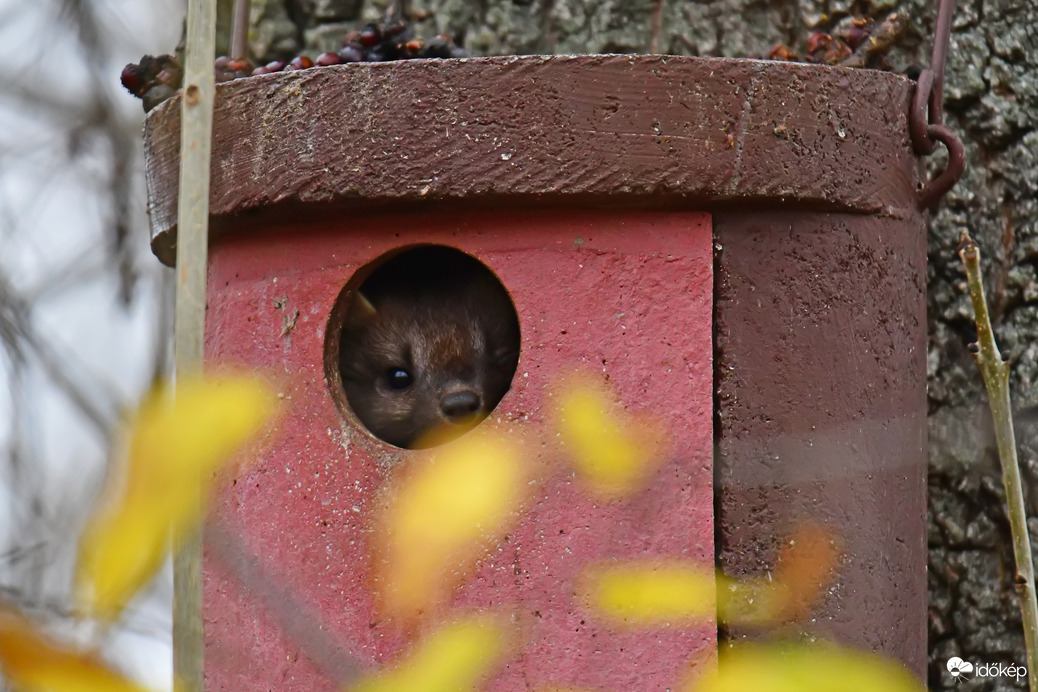 Mindenkinek jobb bekuckózni a télre... :))