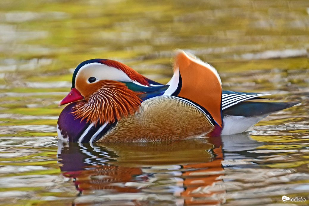 Őszi színekben - Mandarinréce 