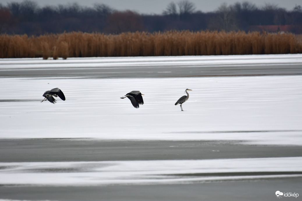 Szürkék a jégen...