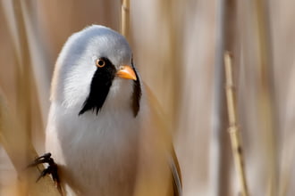 Barkóscinege portré