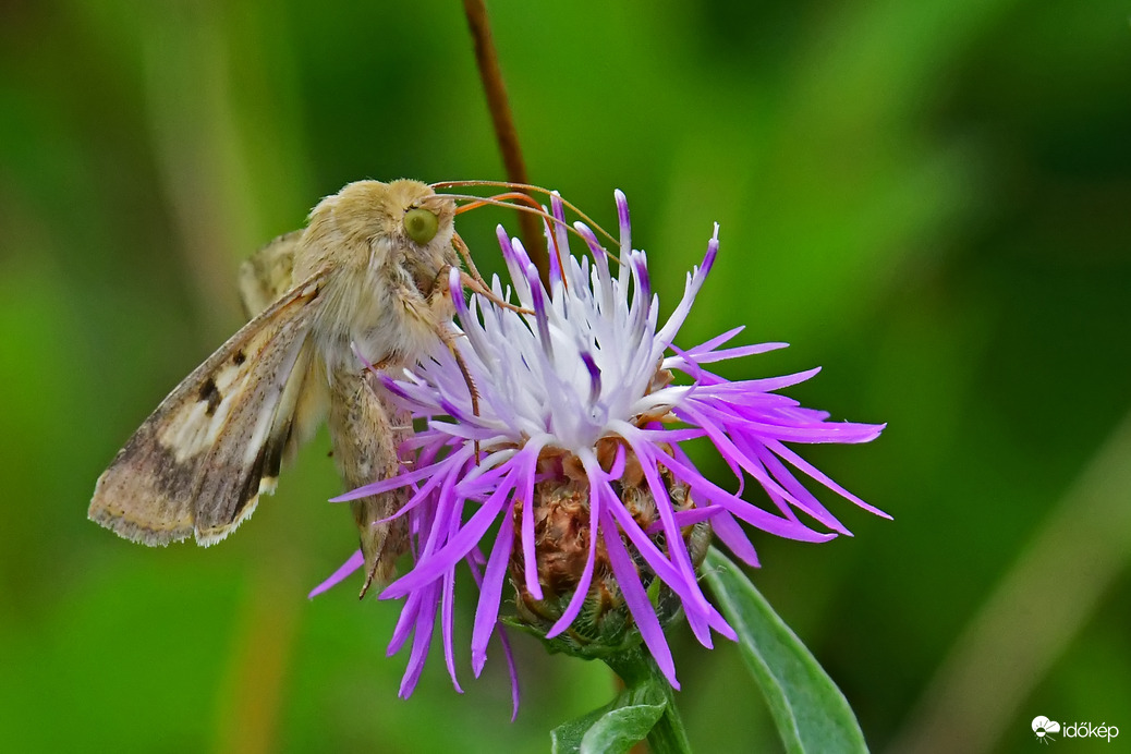 Bagolylepke 